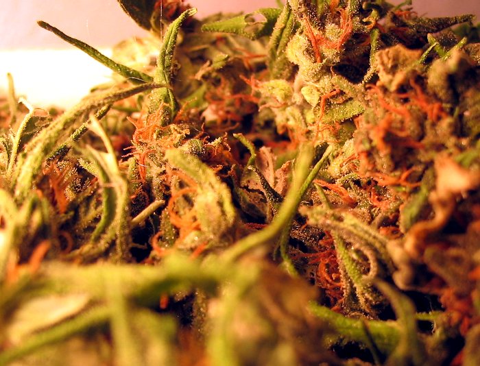 Reflex Cannabis Cup 2004