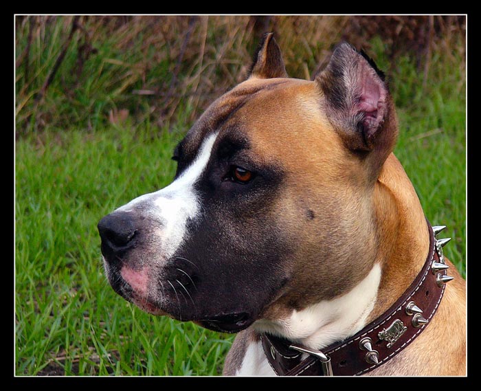 Cezar is looking somewhere