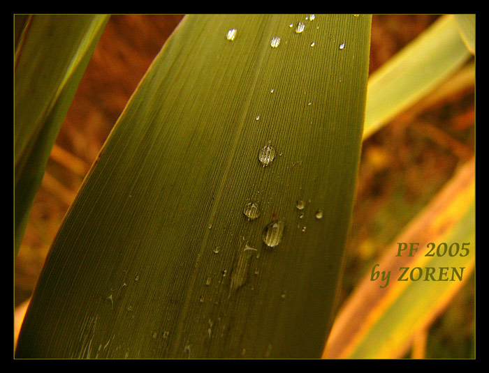 ***___by ZOREN___***