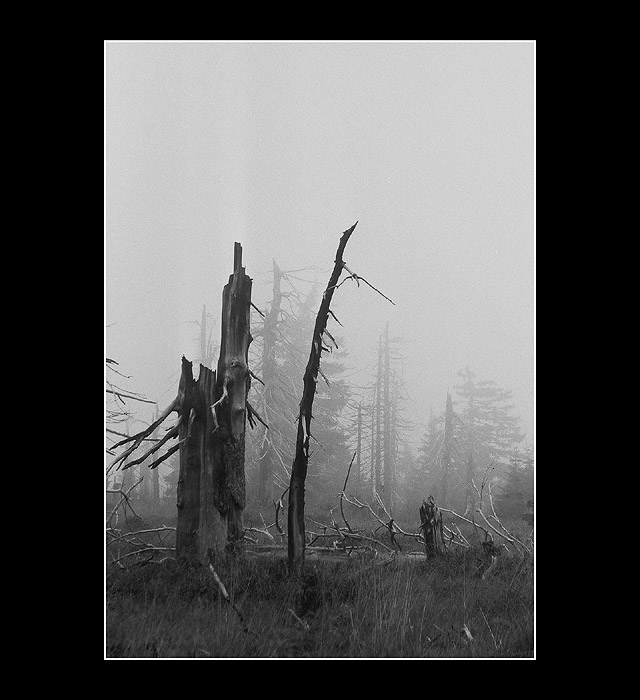.:Šumné lesy - Krkonoše 2004:.