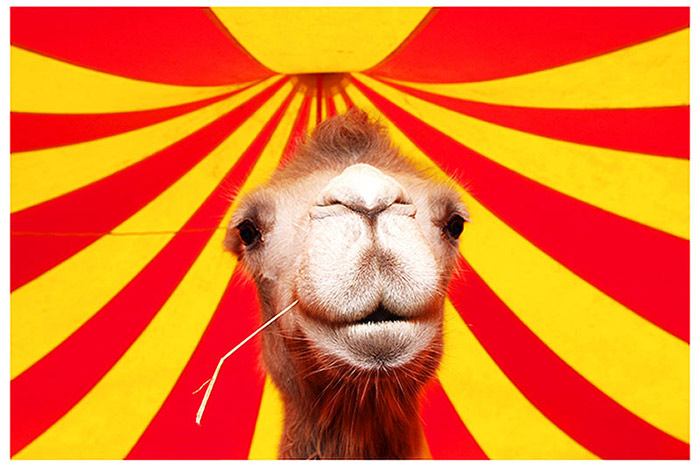 Camel pod sapitom