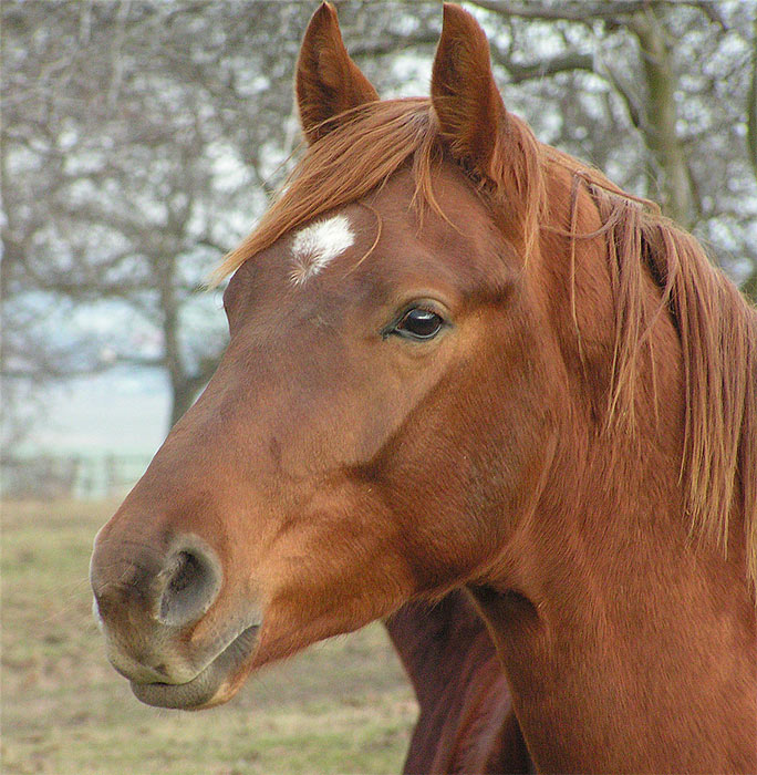 Kůň