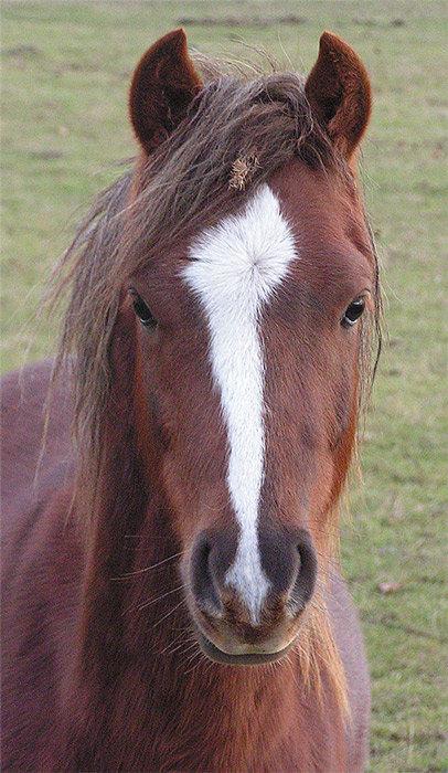 Uň
