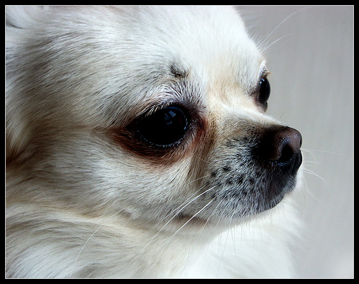 Chihuahua Čert