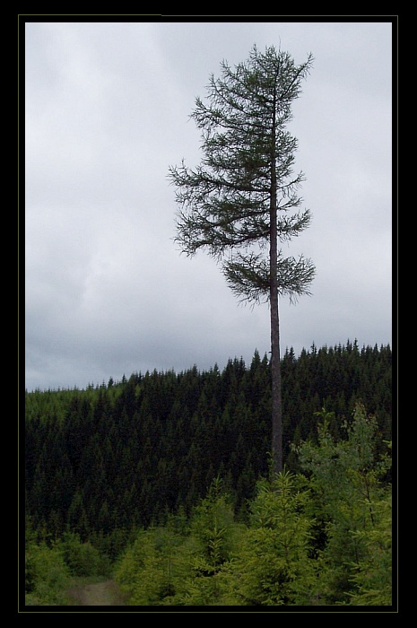 Krkonoše V. - Sirotek