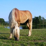 pasoucí se koník II.