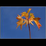 Jsem tak sám a sám..........