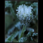 ...poslední sedmikráska... neboco to je.-)))