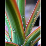  - - - pláč rostlin II - - -