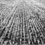 Okolo lesa pole lán...