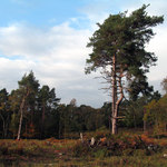 Burnham Beeches 1