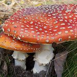 škoda že nejsou jedlé