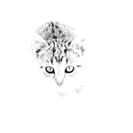 Kočky ve světle III