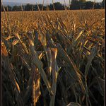 ..A slunce skoro zapadlo a bylo po sezóně..