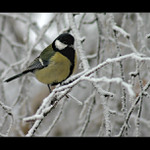 Vykrmte si svou sýkorku !