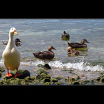 Husička a kačenky u Lago di Garda