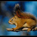 <B><U>---VEVERKA---</U>