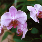 Orchidej
