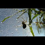 Pavouček v kapkách...