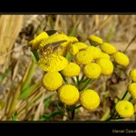 <b><u>*****Mucha*****</b></u> </a></span><br>