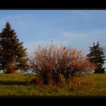 <b><u>*****Osamelý*****</b></u> </a></span><br>