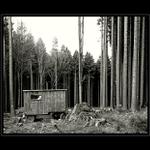 Jak se čaruje v lese