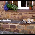 Jak pejsek s kočičkou odpočívali