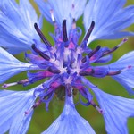 Centaurea cyanus