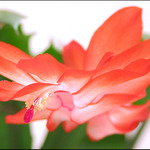 *XMAS cactus*