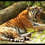 ... uááá ... nuuudááá ...