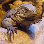 téměř dokonalé maskování...