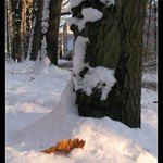 Němý hlídač...listu