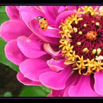 ==Zase jedno nevydařené rande==