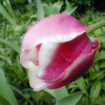 Tulipán