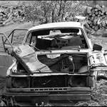 Mrtvý les a jiný bulšit.