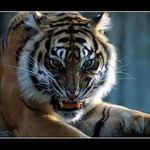 "... a mám Tě k večeři ! "