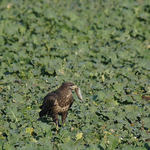 Jak se loví v kapustě.