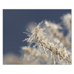 <b>..::frozen</b>