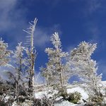 Roháčské smrečky