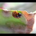 Poslední sluníčko