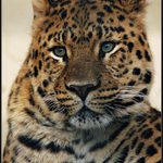 <b>KOTĚ DOMÁCÍ . . .</b><br><b>