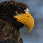 <b>TAKOVÁ OBYČEJNÁ PTÁKOVKA  III.</b><br><b>