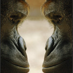 <b>PODÍVEJME SE PRAVDĚ DO OČÍ...</b><br><b>