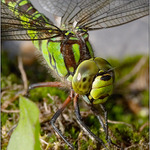 Neon Glow, blíž a zepředu..