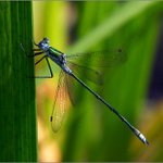 Lestes sponsa