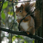 Co se děje v lese ... III.