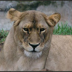 Jako kotě si příst ... II.