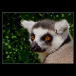 ***LEMUR_MAREK***