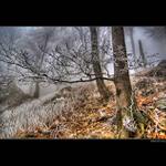 Mrazivý dych lesa II.