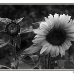 Slunečnicová sezóna II.